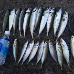 ジグサビキでアジとサバ